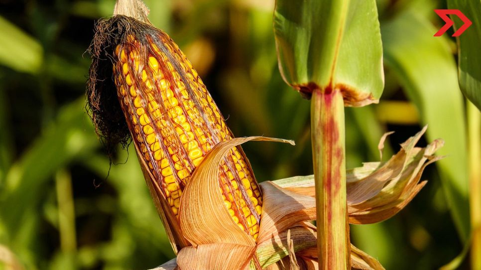 3 claves para entender disputa entre México y EU por maíz transgénico