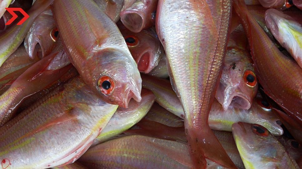 Que no te den tilapia por trucha: alerta por venta de pescado congelado chino
