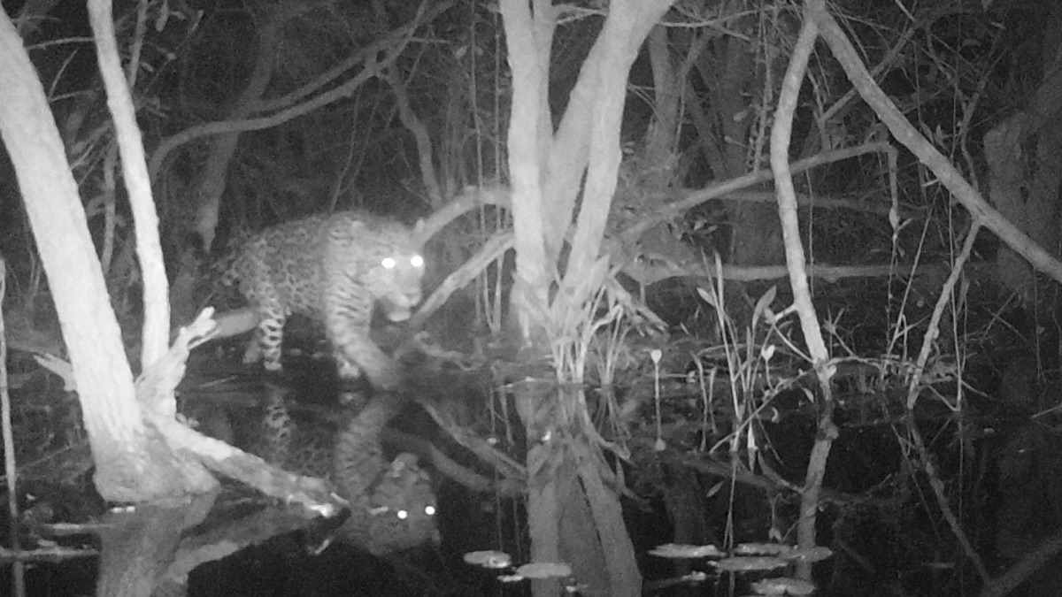 ¿Proteger a la fauna con ayuda de la tecnología? Huawei lo hace para cuidar al jaguar en Yucatán