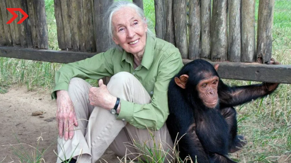 <strong>Jane Goodall: 90 años de aprendizajes sostenibles</strong>