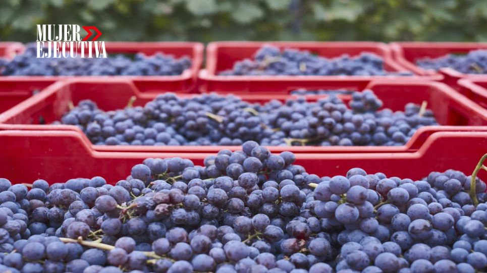 Productores de uva de mesa analizan estrategias para combatir la volatilidad de precios