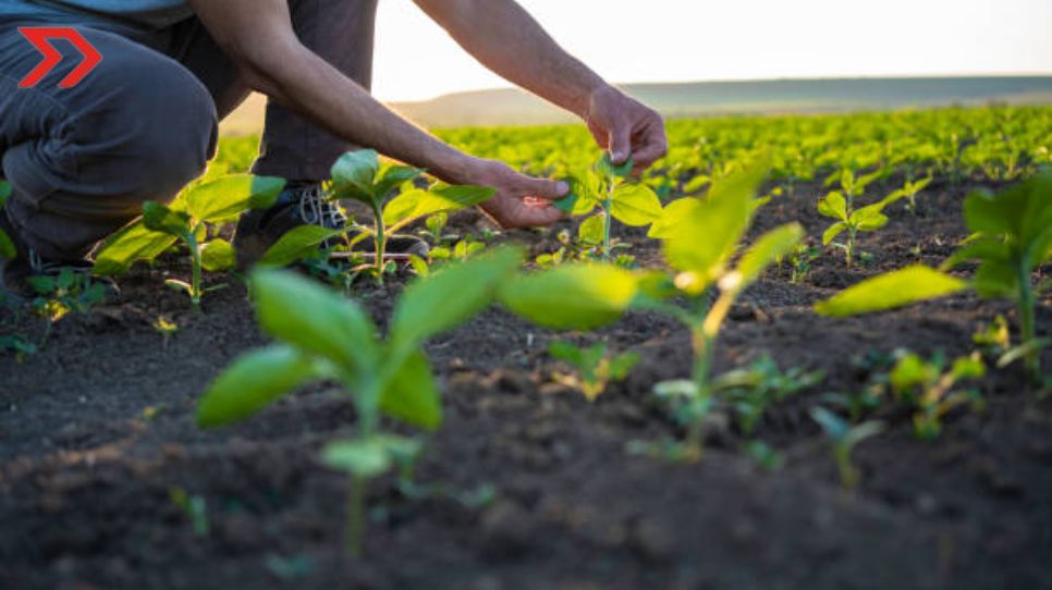 Producción agropecuaria y pesquera creció 4.7% entre 2018 y 2023