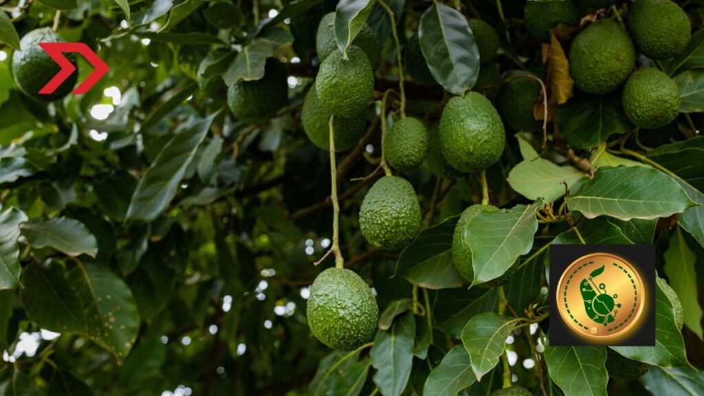 AvocadoCoin