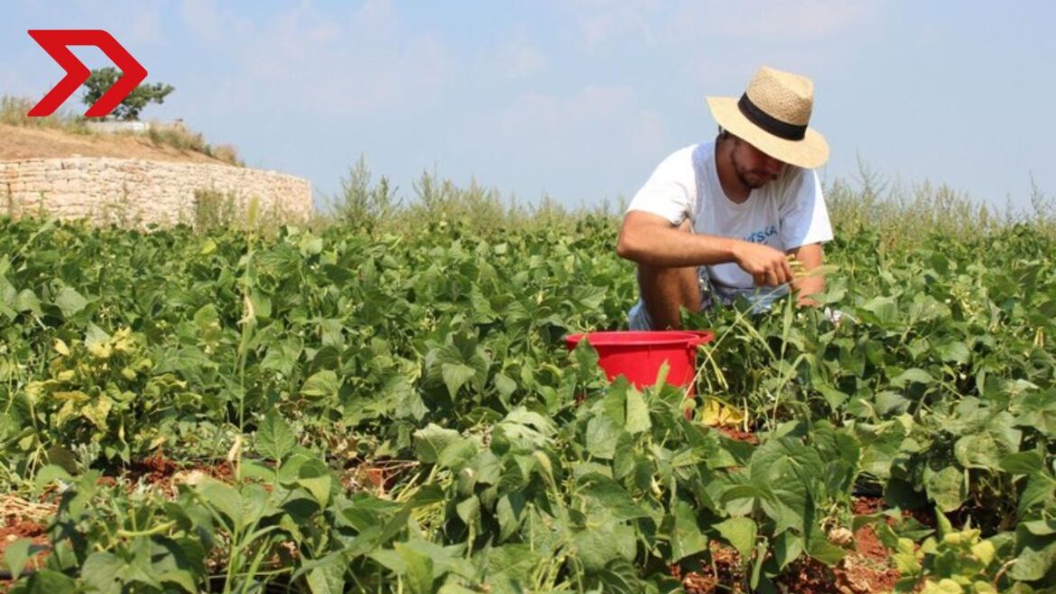 El programa Cosechando Soberanía consiste en el apoyo integral, seguros y créditos para productores del campo.